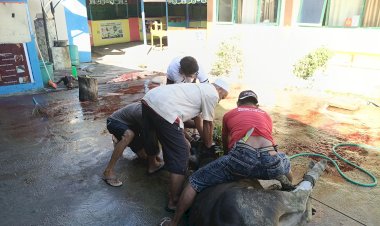 MTsN 1 Kota Gorontalo Sembelih 7 Ekor Hewan Kurban